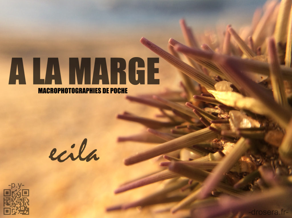 ALM -ecila-