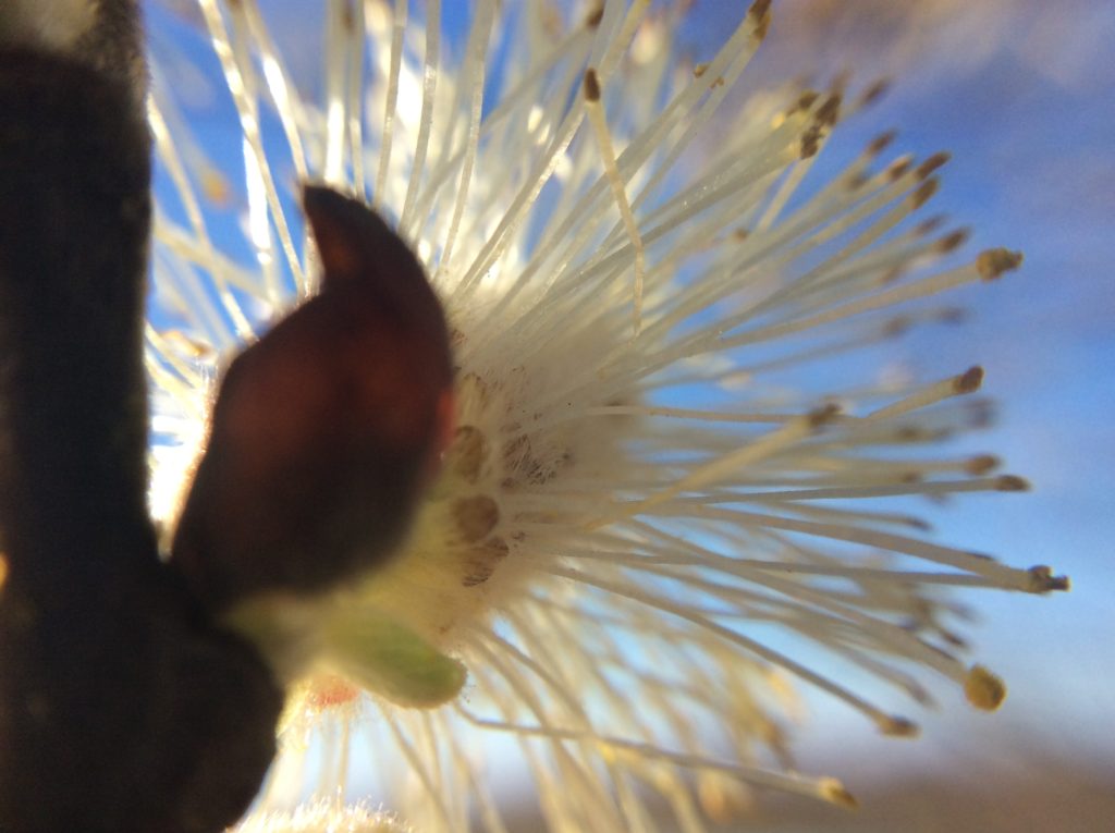 Une flore de poche